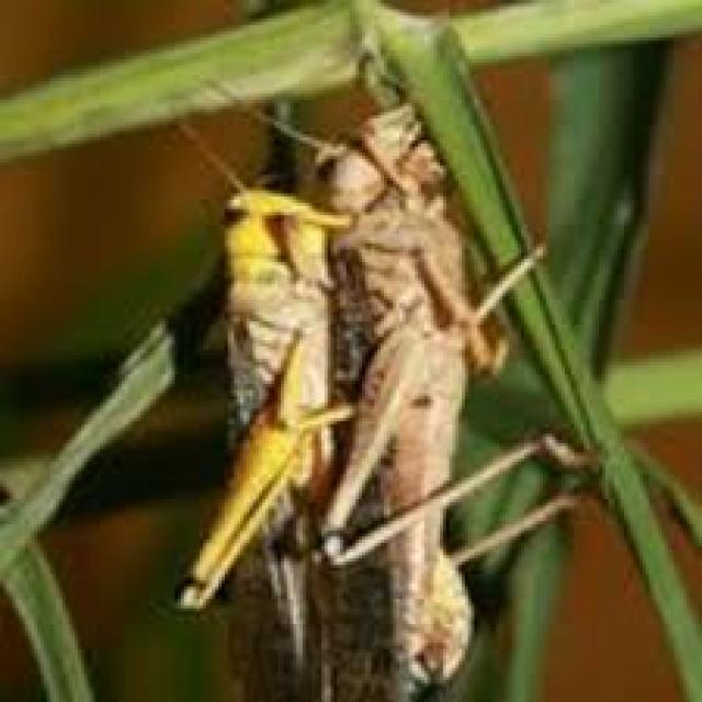 ರಾಜ್ಯಗಳಲ್ಲಿ ಮತ್ತೊಮ್ಮೆ  ಮಿಡತೆಗಳ ಹಾವಳಿ, ರೈತರಲ್ಲಿ ಆತಂಕ 